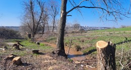 Hevsel Bahçelerinde ağaç kıyımı