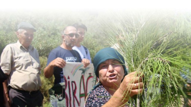 308 kuruluştan Akbelen için ortak açıklama