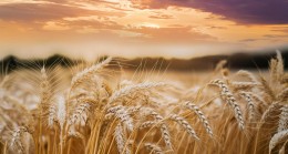 Çiftçilerin gözü TMO’nun buğday fiyatlarında